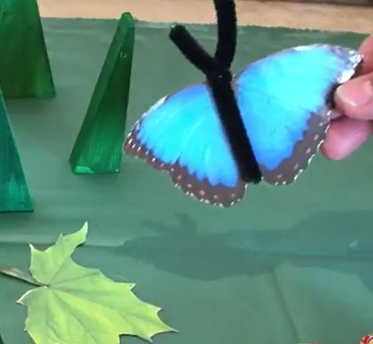 Video Schmetterling